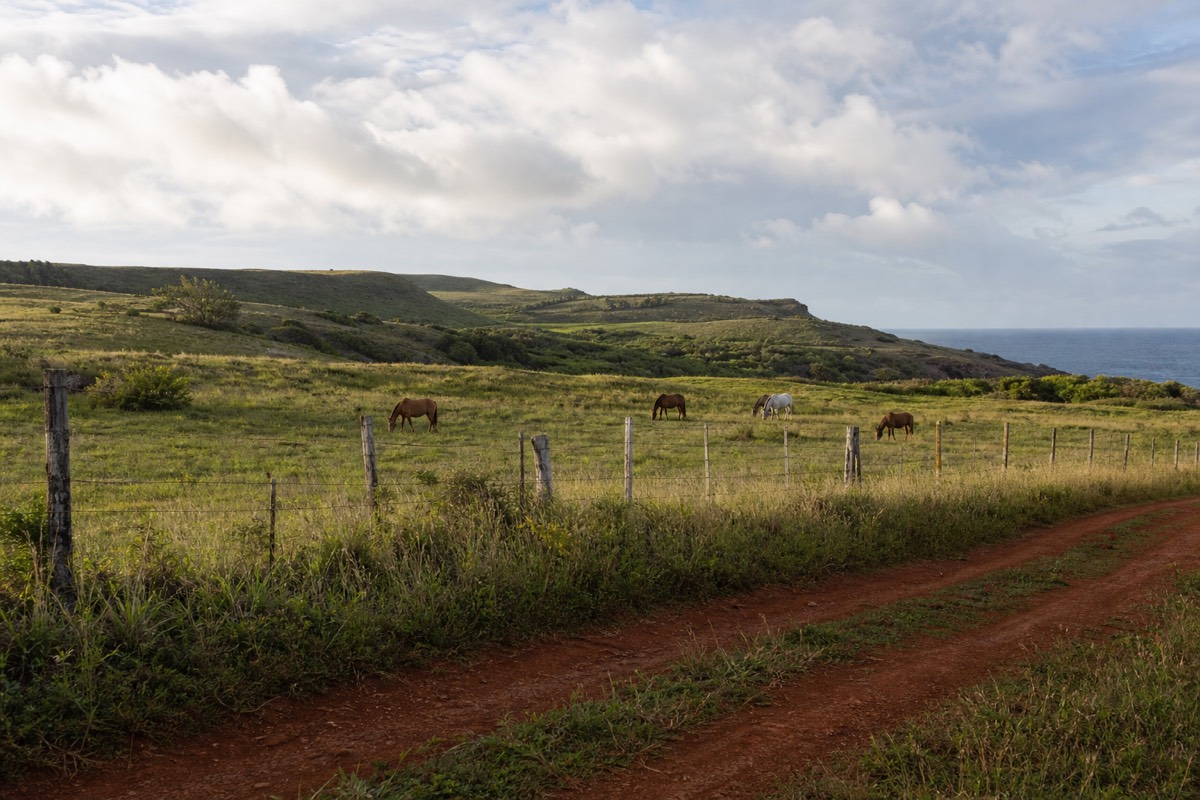 Horses grazing by a fence on open south shore pasture, a typical setting for horseback riding in Kauai