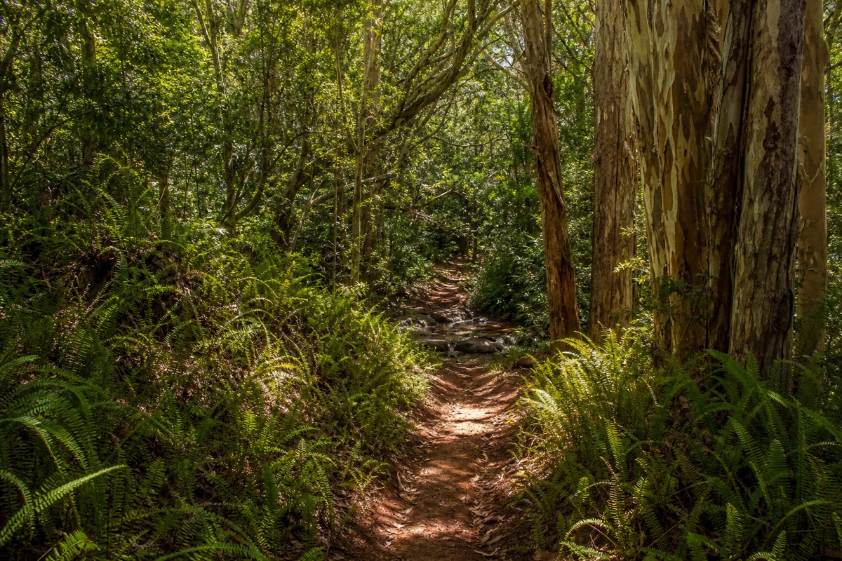 Interior forest trails inland of Kapaa on Kauai's east side used for horseback trail rides in Kauai