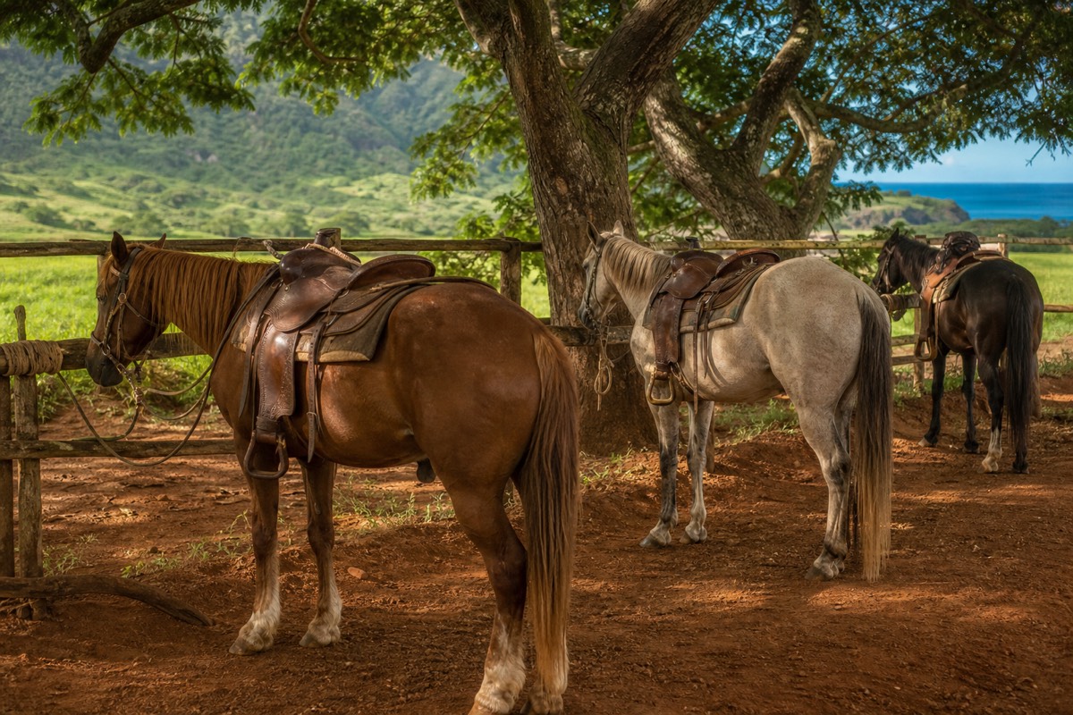 Saddled horses waiting under ironwood trees at a Kauai horseback riding stable with green pasture and ocean beyond