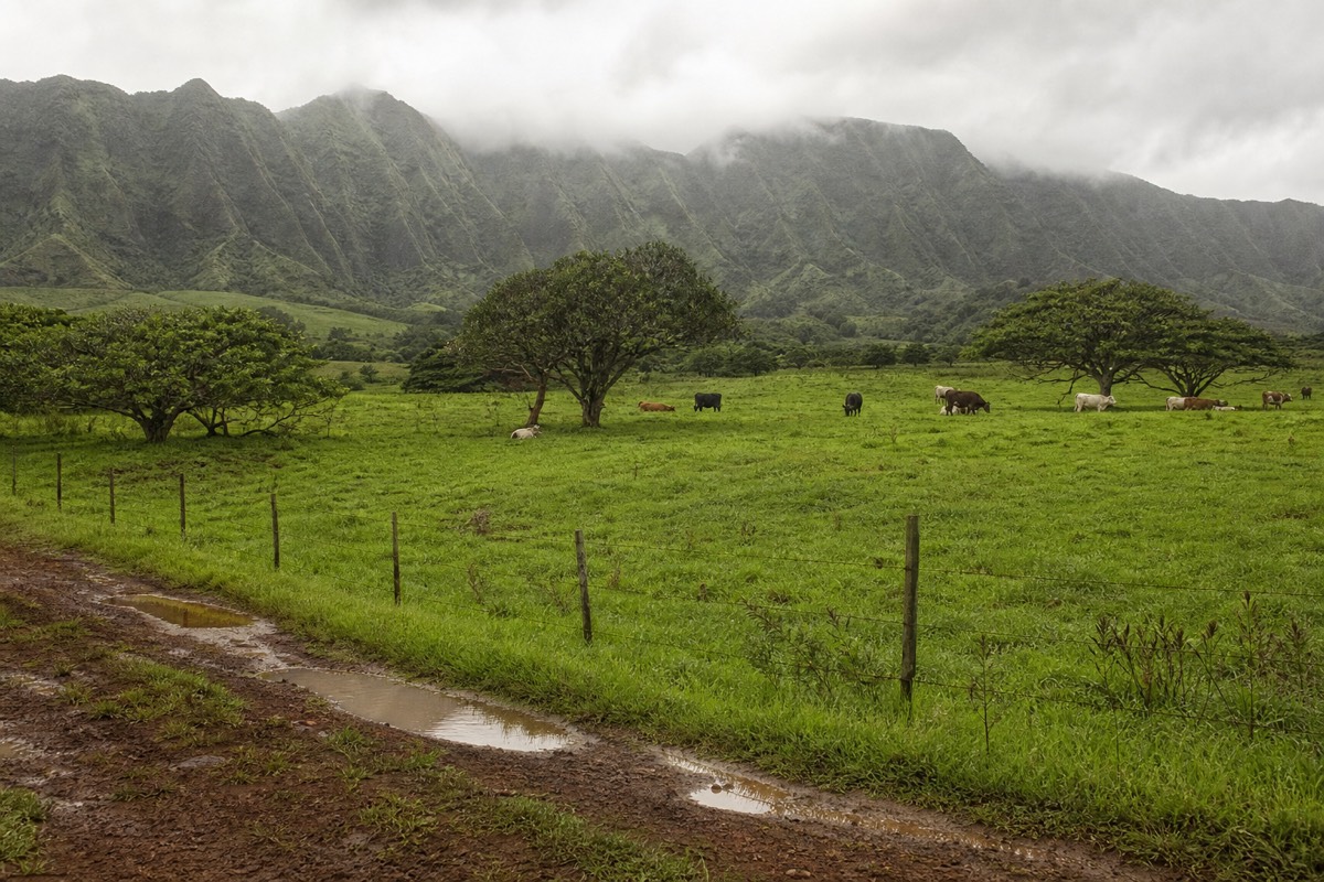 Wet, green north shore ranch country near Princeville used for cattle grazing on Kauai horseback tours